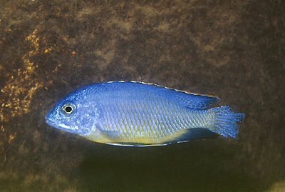 Protomelas sp. 'steveni black belly' Bandawe Point